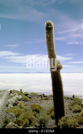 Einsame Kaktus auf Fisch Insel, Salar de Uyuni, Bolivien. Stockfoto