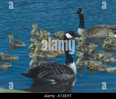 Familie der Kanadagans begeben Sie sich für einen Tag der instinktiven Instruktion über Wasser Fähigkeiten Stockfoto