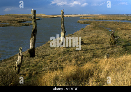 SALZWIESEN UND HOLZ BAUM STÜMPFE DORNWEILER NORTH NORFOLK NORFOLK EAST ANGLIA ENGLAND UK Stockfoto