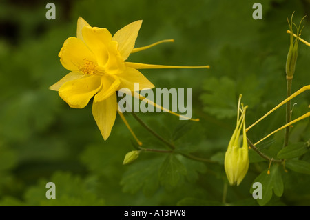 Hinkley des goldenen Akelei - Aquilegia Chyrsantha Var hinkleyana Stockfoto