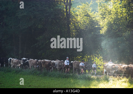 Almabtrieb Viehscheid in Oberstaufen Allgaeu Deutschland Stockfoto