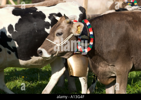 Almabtrieb Viehscheid in Oberstaufen Allgaeu Deutschland Stockfoto
