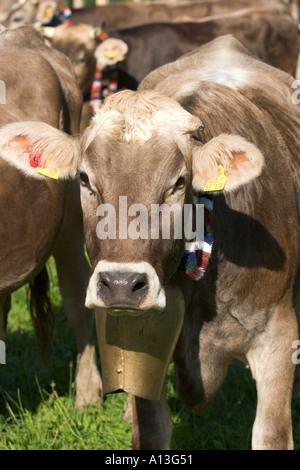 junge Kuh mit Glocke Vieh fahren Viehscheid in Oberstaufen Allgaeu Deutschland Stockfoto