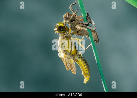 Nr. 6 von 10 in einer Reihe von Fotos, auf denen die Entwicklung eines breiten Körper Chaser Libellula depressa Stockfoto