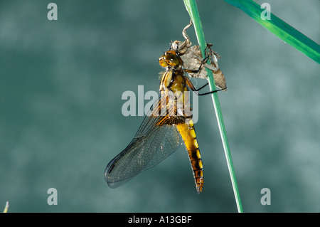 Nr. 9 von 10 in einer Reihe von Fotos, auf denen die Entwicklung eines breiten Körper Chaser Libellula depressa Stockfoto