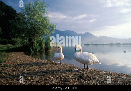 Höckerschwäne am See Kochelsee Bayern Deutschland Stockfoto