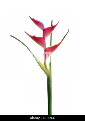 HELICONIA CARIBEA niederländischen auf weißem Hintergrund Hummer Blume Studio gedreht Stockfoto