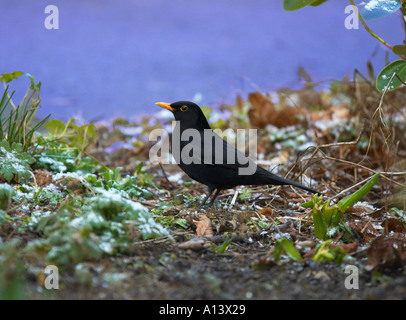 Eine männliche Amsel Turdus Merula steht auf einer Wiese im Garten Surrey Stockfoto