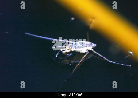 Ein Teich Skater Gerris Lacustris auf einen Gartenteich Stockfoto