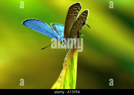 Ein Cycad blaue Schmetterling Chilades Pandava Pandava auf einem Blatt Stockfoto