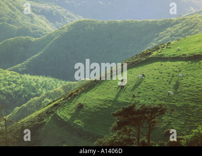 England-Exmoor Stockfoto