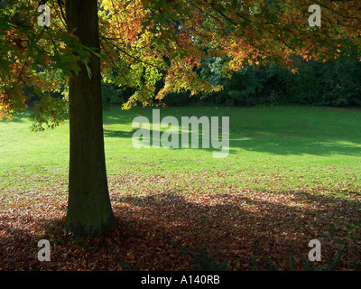 herbstliche Szene mit Baum Stockfoto