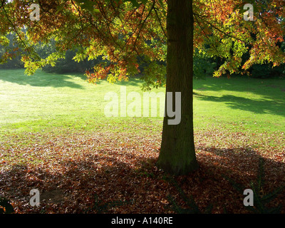 herbstliche Szene mit einzelnen Eiche Stockfoto