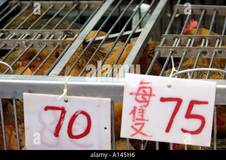 Live, eingesperrte Hühner im nassen Markt Wanchai, Hong Kong Stockfoto