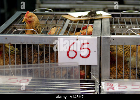 Live, eingesperrte Hühner im nassen Markt Wanchai, Hong Kong Stockfoto