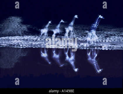 Giraffen neben Wasserloch bei Nacht Etosha Namibia Stockfoto