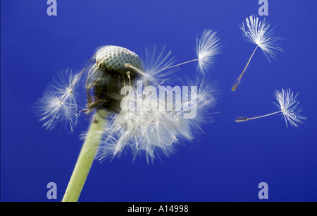 Löwenzahnsamen, die im Wind wehen Stockfoto