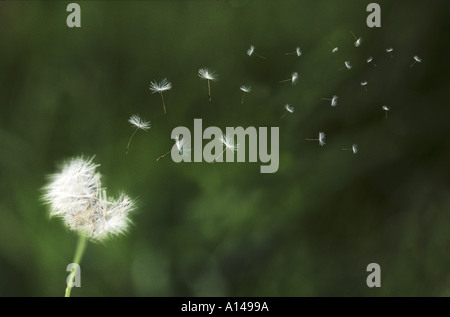 Löwenzahnsamen, die im Wind wehen Stockfoto