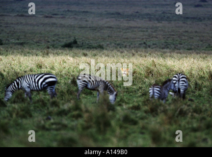 Löwin stalking Zebras Masai Mara Kenia Stockfoto