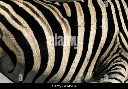 Nahaufnahme von Zebra Haut Stockfoto