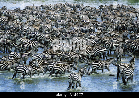 Zebras auf Migration Kenia Mara Fluss überquert Stockfoto