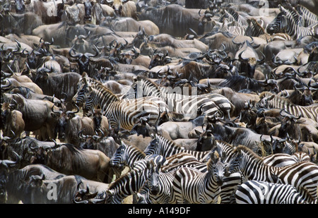 Gnus und Zebras während die große Migration Masai Mara in Kenia Stockfoto