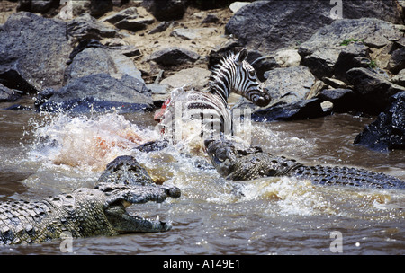 Krokodile, die angreifenden Zebra Mara Fluss Kenia Afrika Stockfoto