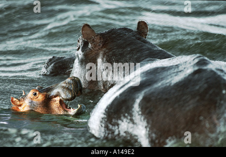 Hippo und jung im Regen Masai Mara Kenia Stockfoto