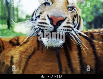Tiger sprang Stockfoto