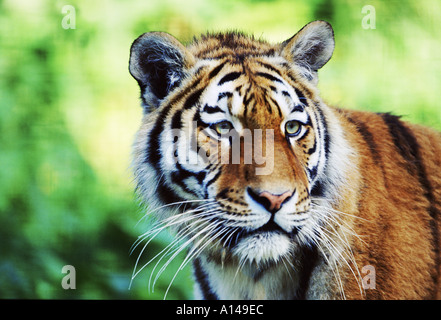 Tiger in Alarmbereitschaft Stockfoto