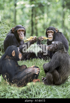Schimpansen Essen zusammen Stockfoto