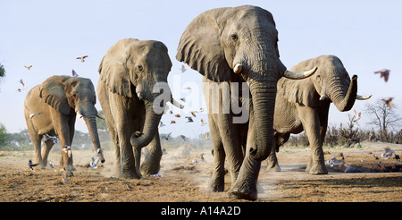 Elefant-Prozession unter Schwarm Vögel Savuti Botswana Stockfoto