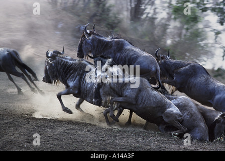 Gnus Anstachelndes nach Überquerung des Mara Flusses Masai Mara Kenia Stockfoto