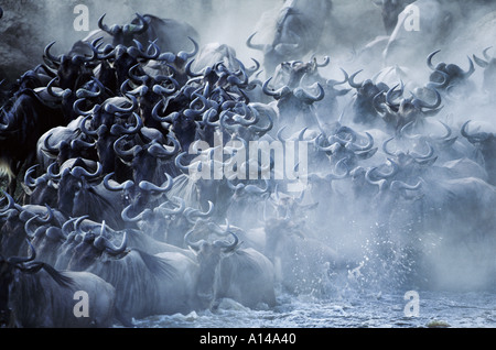 Anstachelndes Gnus durchqueren die Mara River-Kenia Stockfoto