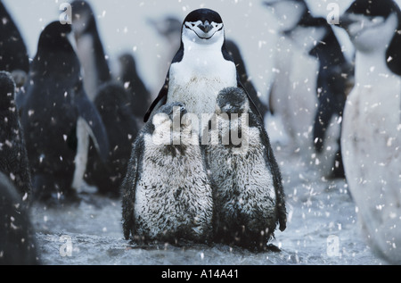 Kinnriemen Pinguine der Antarktis Stockfoto