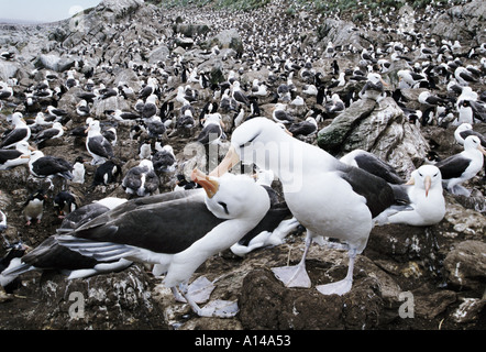 Black-browed Albatross Steeple Jason Falkland-Inseln Stockfoto