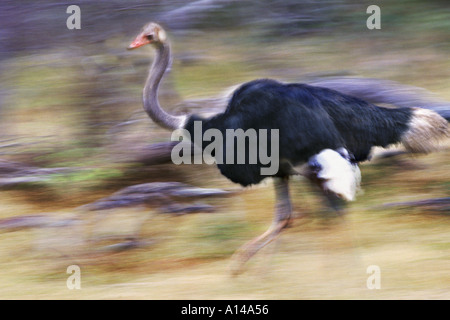 Männliche Strauß läuft Masai Mara Kenia Stockfoto