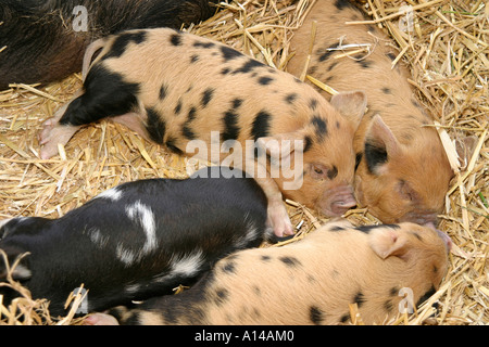 Gloucester alten Ort Ferkel schlafen in der Grafschaft Devon show Stockfoto