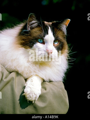 ein Stammbaum Seal Bicolor blauäugiger Ragdoll Katze Warnung an die Welt und teilen eine Schulter Wiltshire UK EU Stockfoto