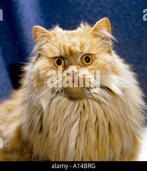 Dame ein Stammbaum Red Smoke Langhaar Hauskatze Anzeige ihrer charakteristischen großen Bernstein Augen UK EU Stockfoto