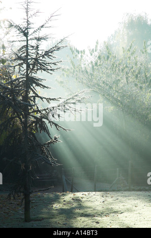 Licht hinter dem Baum Stockfoto