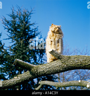 ein Stammbaum Red Smoke Langhaar Hauskatze erkunden einen gefallenen Ast Stockfoto