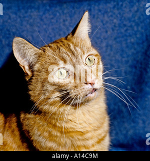 eine Ingwer Land Moggy oder Kreuz Rasse Katze posieren für ein indoor-Porträt UK EU Stockfoto