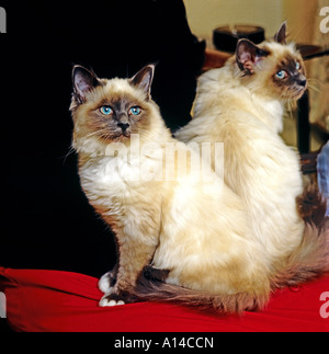 2 Birman Katzen auf einem roten Rand menschlichen Lap wie Buch endet Wales UK EU Stockfoto