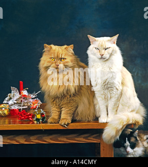 Ein paar der Stammbaum Katzen Hauskatzen Red Smoke Langhaar und einen roten Punkt Ragdoll Neutrum Katze Stockfoto