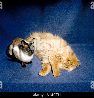 Eine Red Smoke Langhaar Stammbaum Perser Hauskatze und eine Siamkatze Königin Stockfoto