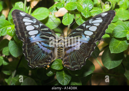 Schmetterling Segelfalter Stockfoto