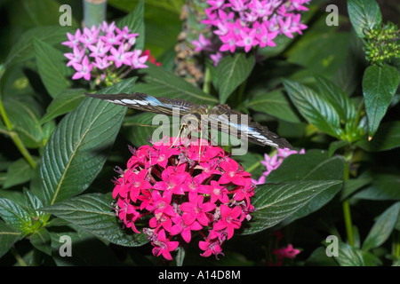 Schmetterling Segelfalter Stockfoto