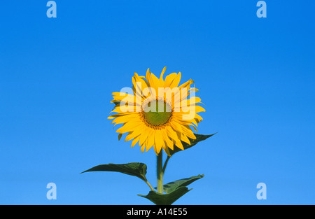 EINZELNE SONNENBLUME MIT BLAUEM HIMMEL WESTWICK NORFOLK NORFOLK EAST ANGLIA ENGLAND UK Stockfoto