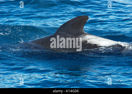 Pilotwal Globicephala Macrorhynchus Rückenflosse Kaikoura Neuseeland Stockfoto